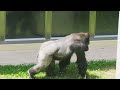 Silverback Gorilla Shows Off Strength - Gorilla Couple Playing Games | The Shabani's Group