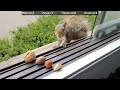 Squirrel's favorite nut