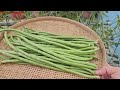 How to grow yard long beans