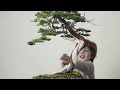 A Wild Tree (Yamadori) Becomes a Bonsai