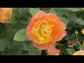 【4K】いばらきフラワーパーク（茨城県）2024年5月27日  May 27,2024　Ibaraki Flower Park　Japanese rose garden