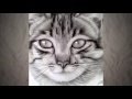 How to Draw a Cat