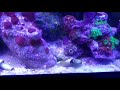 100 Gallon Mixed Reef- A New Hope