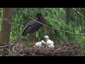 The Golden Eagle - Master of the Sky | Free Documentary Nature