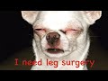 Romeo needs surgery