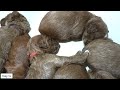 Newborn Puppies: Birth to 2 Weeks