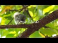 Sunbird Chicks - Amazing 12 Days Journey From Nest To Sky 🎧