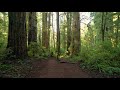 Jogging through the Redwood National and State Parks - 4K Virtual Trail Running to a Fitness Music