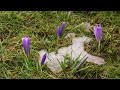 Spring 4K - Ambient Relaxing Music to Reduce Stress and Relieve Anxiety (4k UHD)