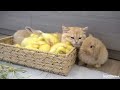 Ducklings jump into the basket to sleep with kitten Loki while bunnies run around