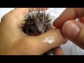 Baby egel, een stuiterend grommend bolletje. Very funny baby hedgehog !!