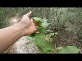 Searching for Florida PawPaw (Asimina obovata? parviflora?) 10/07/2023