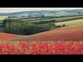 The Poppy Field in Wonderful Wiltshire