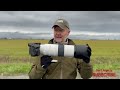 CANON RF 200-800: Initial Review #cameragear #wildlifevideography #wildlifephotography