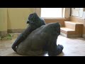 Even Silverback Gorilla Can't Stop His Hyperactive Daughter | The Shabani's Group