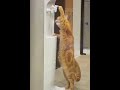 New Funny Videos 2024 😍 Cutest Cats and Dogs 🐱🐶😂😂