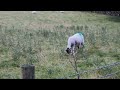 sheep in the field