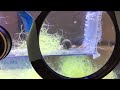 Cuttlefish zooming