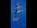 POV: You’re a professional shark diver for a living 😳