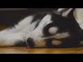 ☆ 12 HOURS ☆ Puppy Sleeping Music ♫ RELAXING MUSIC ☆ Peaceful sleep music for dogs, pets REAL HARP ♫
