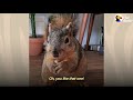 Squirrel Follows Woman Home and Demands Nuts | The Dodo Wild Hearts