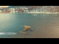 Filmare cu drona, Lebede pe lacul Batca Doamnei din Piatra Neamt Ianuarie 2017