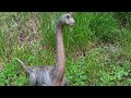 Mattel Hammond Collection Brachiosaurus Review!!! Jurassic Park 30th Anniversary!!!