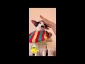 Best Cats Videos 🤣 Funniest Catss 2024 🤣