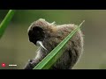 World of Animals 4K • Amazing Aerial Film with Peaceful Relaxing Music and Natural Landscape