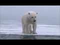 Os Ursos Polares E A Dureza Do Frio Árctico! | Animais Selvagens