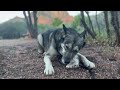 Raw Feeding a Wolfdog