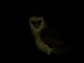 Barn Owl