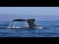 Humpback Whales Feeding in Calm Seas - A Sight to Behold