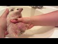 Hedgehog Care: Baths and Footbaths (2014)