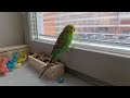 Budgie's Precious / Прелесть для волнистого попугайчика