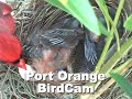 Port Orange BirdCam