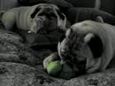 Pugs sucking on toys