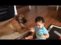 Boxer dog playing with baby