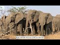 An Elephant Chase! Mambo Runs After Bubi & the Whole Herd Come to Protect Her