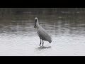 Spoonbills on a very wet and windy day