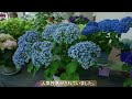 2024年6月16日 ぎふワールドローズガーデン あじさい、バラ、ゆり　Hydrangea Collection Hydrangea Road