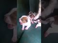 Newborn Puppies (1 week) & Mother