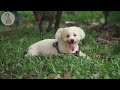 DOG TV: Best Dog Video Entertainment to Eliminate Anxiety & Boredom When Home Alone - Music for Dogs