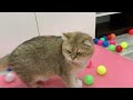 Trending Funny Animals 😅 Funny Cats playing 100 balls