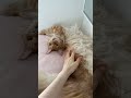 🔊MEOW reactions 😻🤚Back vs Belly 😱 Would you dare to try?🙈#catasmr #catsounds #meow #mainecoon