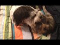 43 Pound Shih Tzu Vs. Kitten