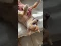 Buddy, Senior Dog Begs For Belly Rubs