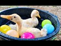 Catch Cute Chickens, Colorful Chickens, Rainbow Chicken, Rabbits, Cute Cats,Ducks,Animals Cute #70