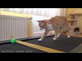 Cat's Reaction to Treadmill !!