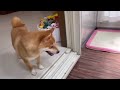 我が家にゴールデンレトリバーの子犬がやってきた！With subtitles